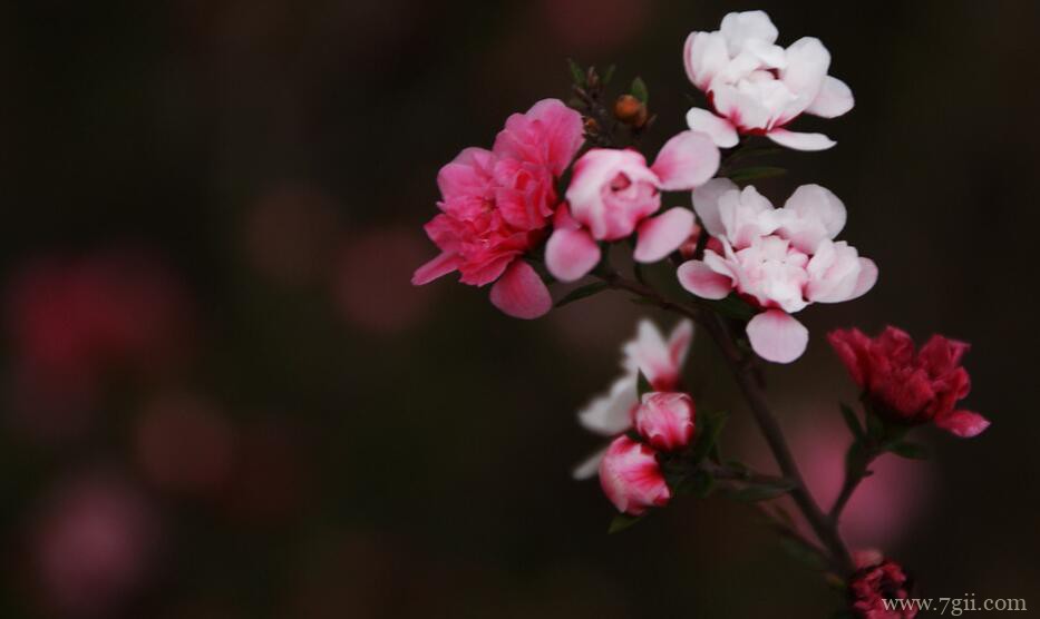 松红梅叶子发黄怎么办？