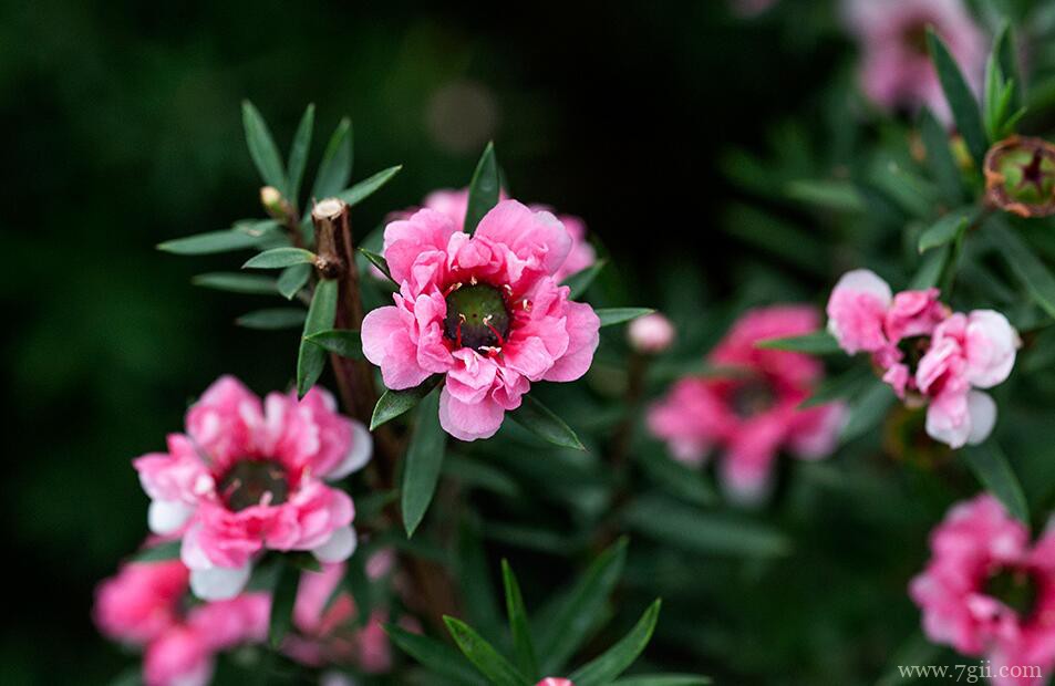 松红梅叶子发黄怎么办？