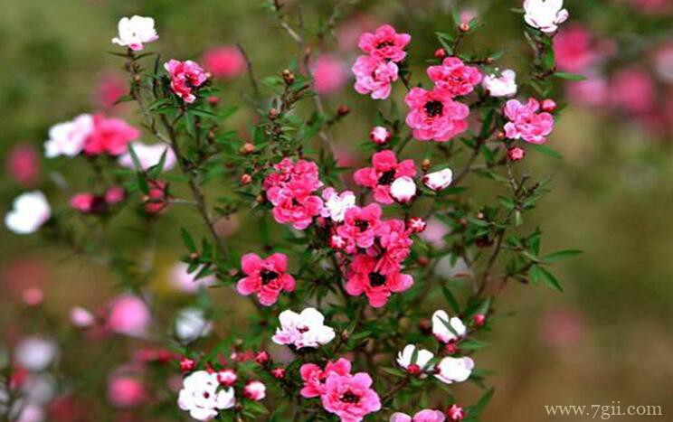 松红梅叶子发黄怎么办？