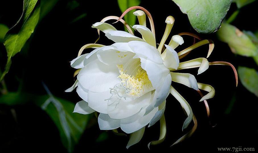 昙花的图片大全，昙花高清图片！