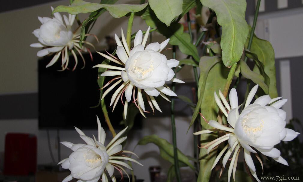 昙花每年开花几次？