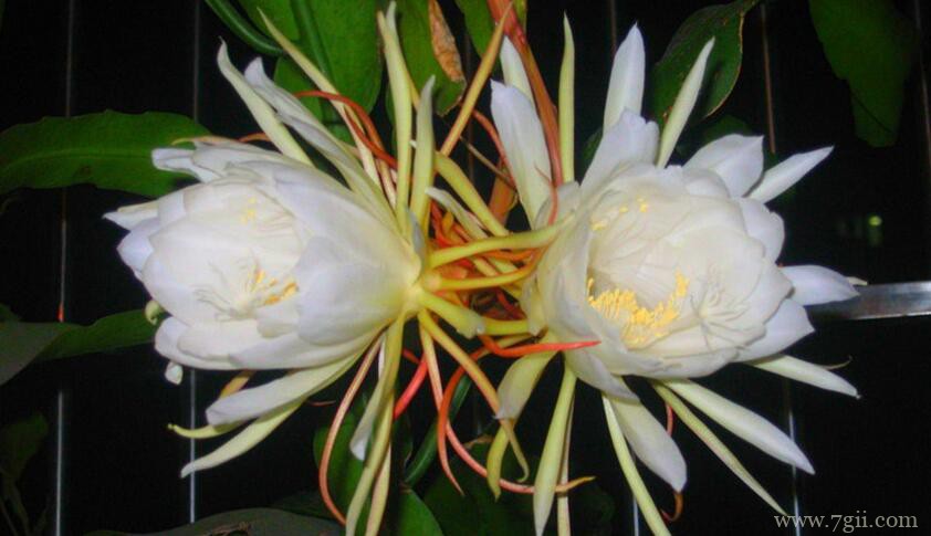 昙花什么时候开花？昙花6～10月开花