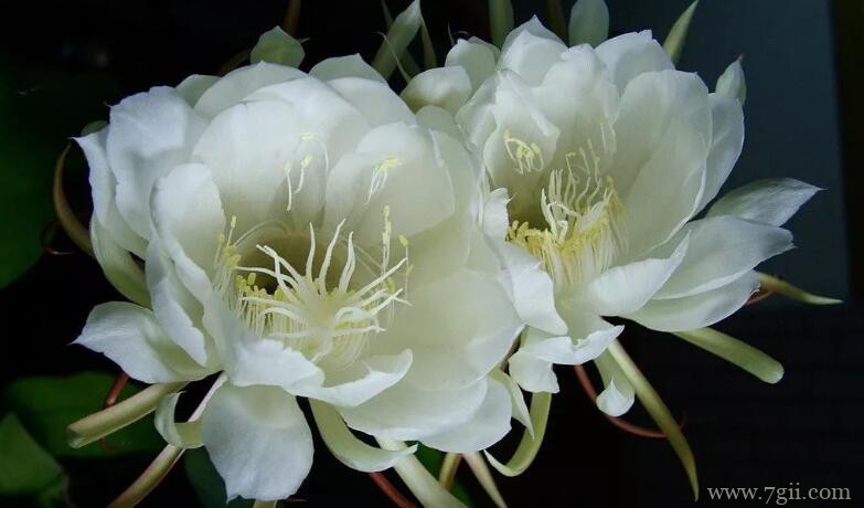 昙花叶子长斑点的原因