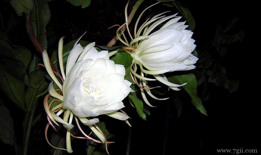 昙花叶子长斑点的原因