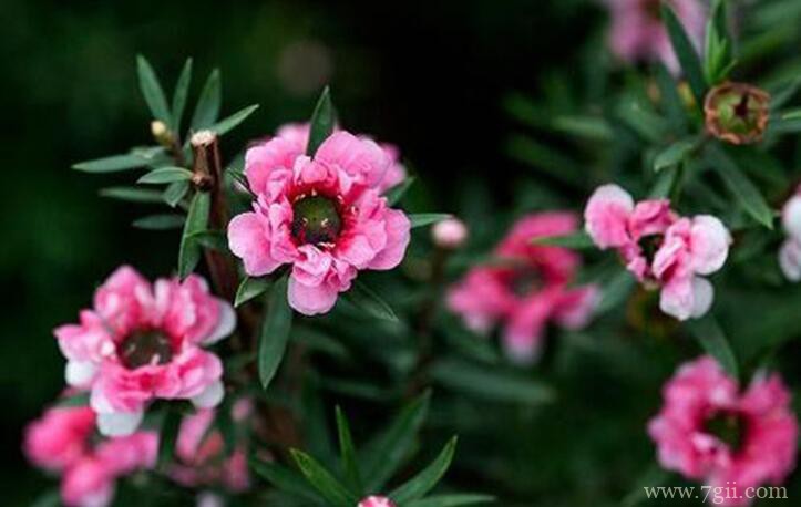 松红梅开花分散的处理方法