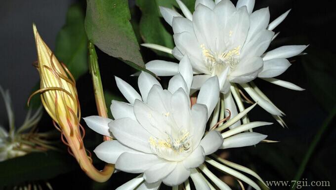 昙花掉花苞怎么办？昙花掉花苞的原因