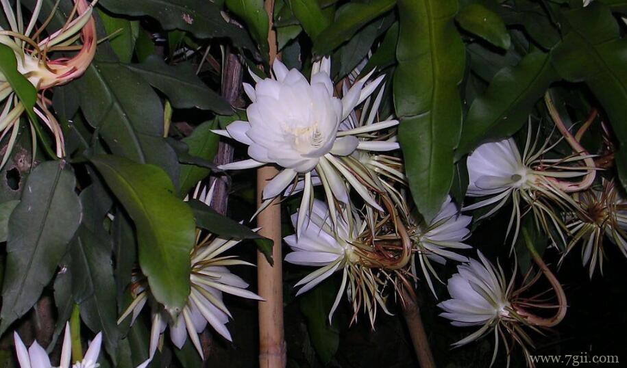 昙花有香味吗？昙花的作用是什么？