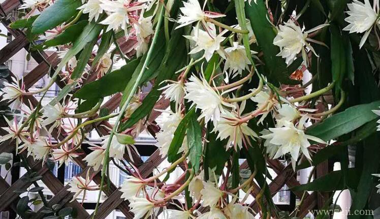 昙花秋天怎么养护？昙花秋天养护的方法