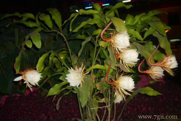 昙花不开花怎么办？