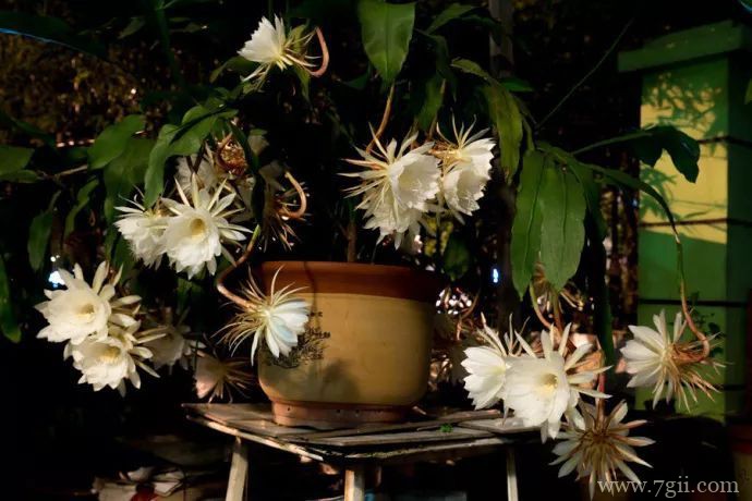 昙花不开花怎么办？