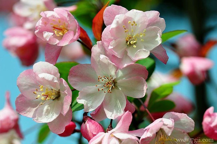 宝鸡市的市花是什么？