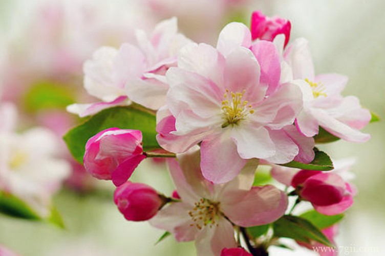 宝鸡市的市花是什么？