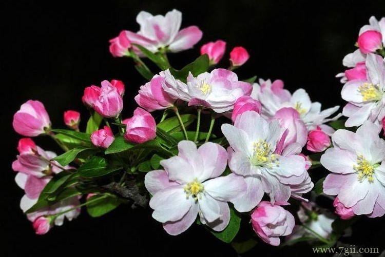 宝鸡市的市花是什么？