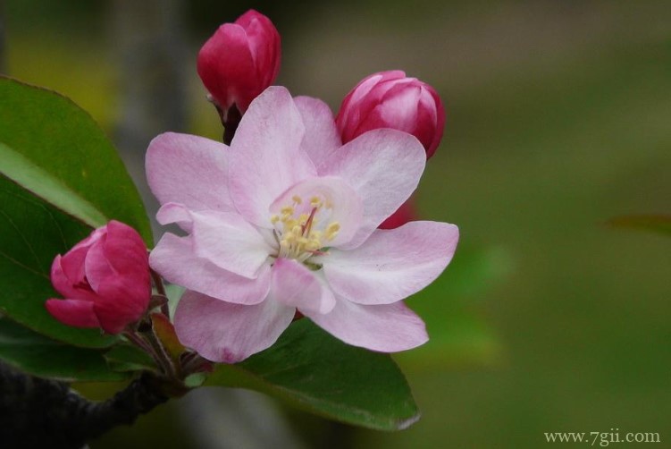 西府海棠的花语是什么？