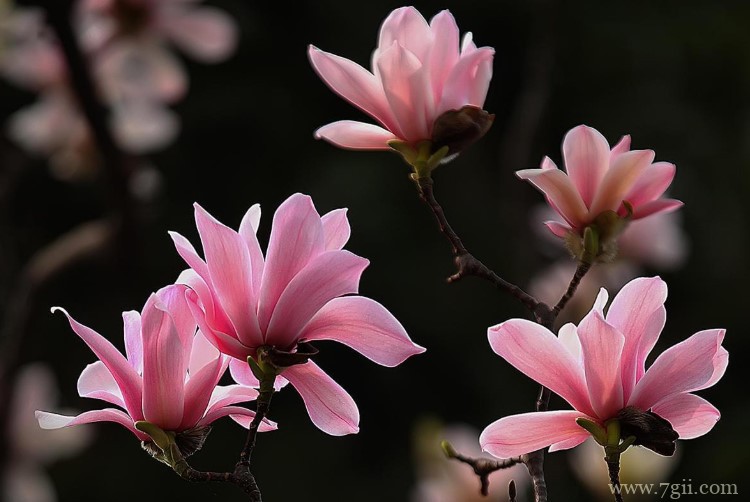 汉中市的市花是什么？