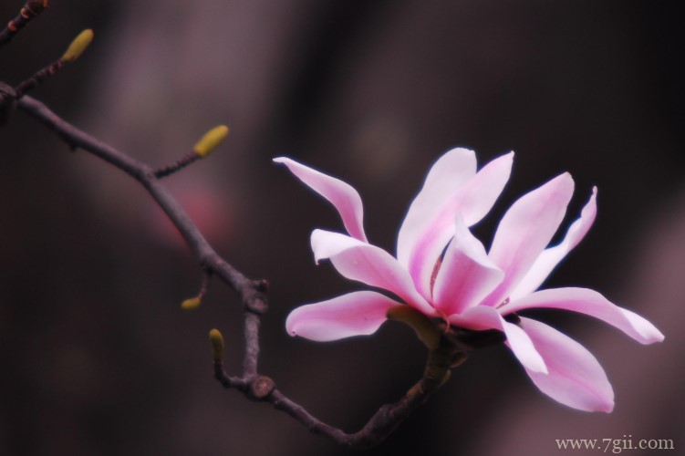 汉中市的市花是什么？