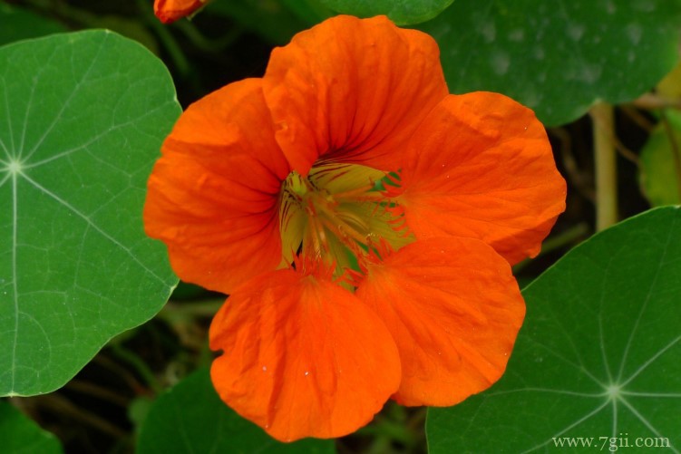 旱金莲的花语是什么？