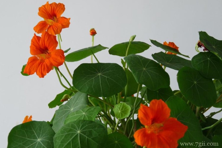 旱金莲的花语是什么？