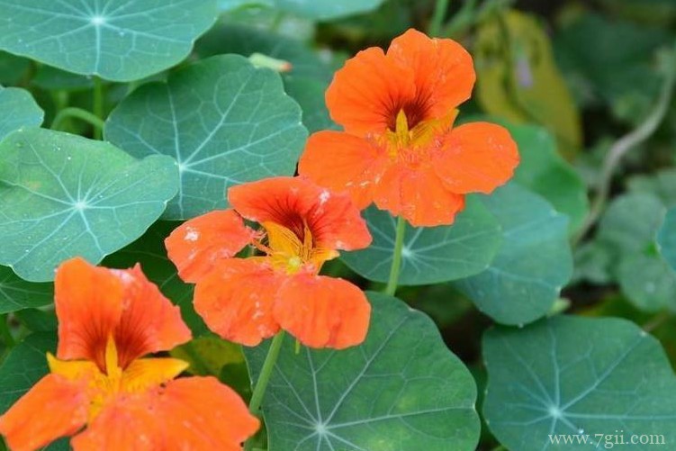 旱金莲怎么养殖？