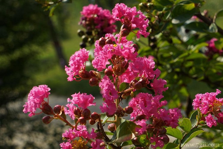 安康市的市花是什么？