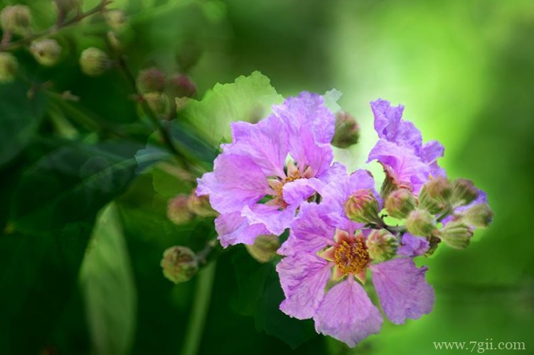 安康市的市花是什么？