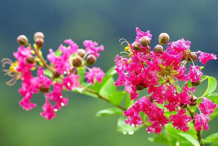 安康市的市花是什么？