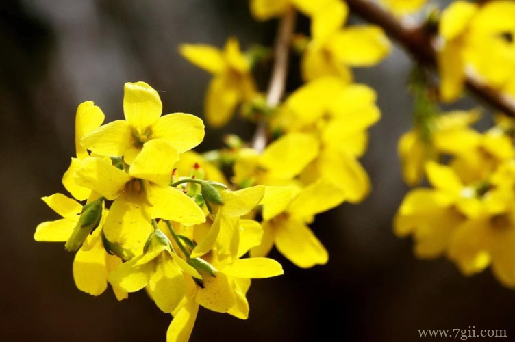 商洛市的市花是什么？