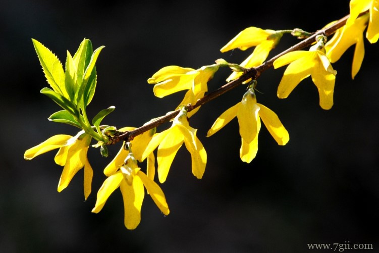 商洛市的市花是什么？