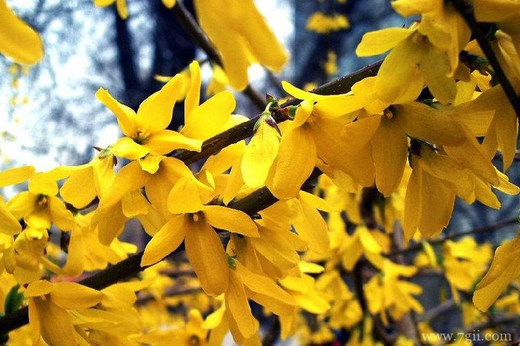 商洛市的市花是什么？