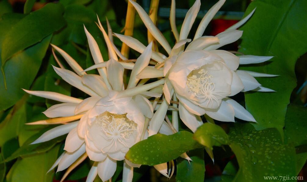 昙花的花语和寓意