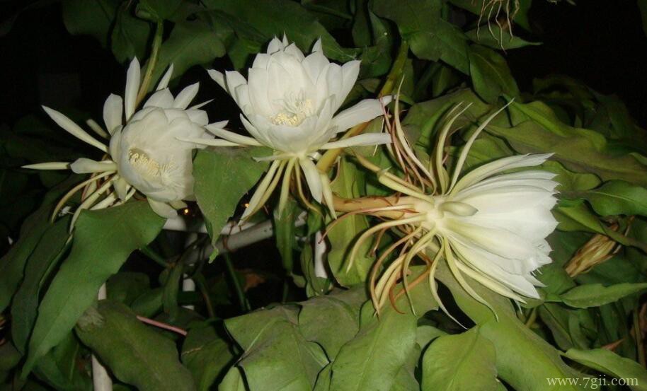 冬天怎么养殖昙花？注意停肥并控温防冻