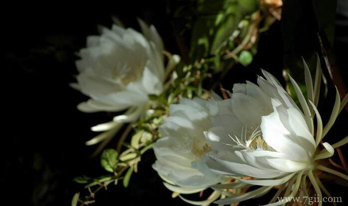 怎么让昙花开花？注意这5个步骤使其快速开花