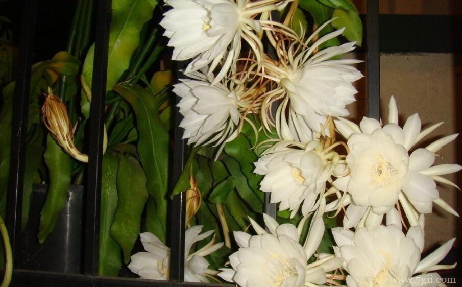 怎么让昙花开花？注意这5个步骤使其快速开花