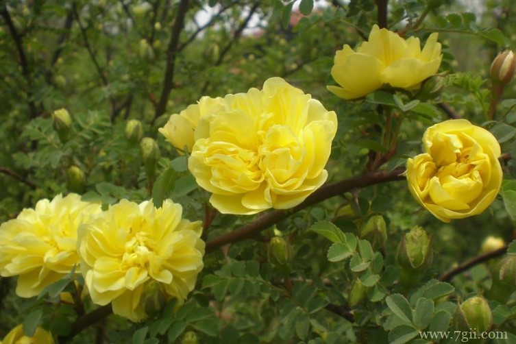 阜新市的市花是什么？