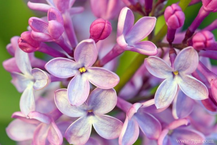 西宁市的市花是什么？