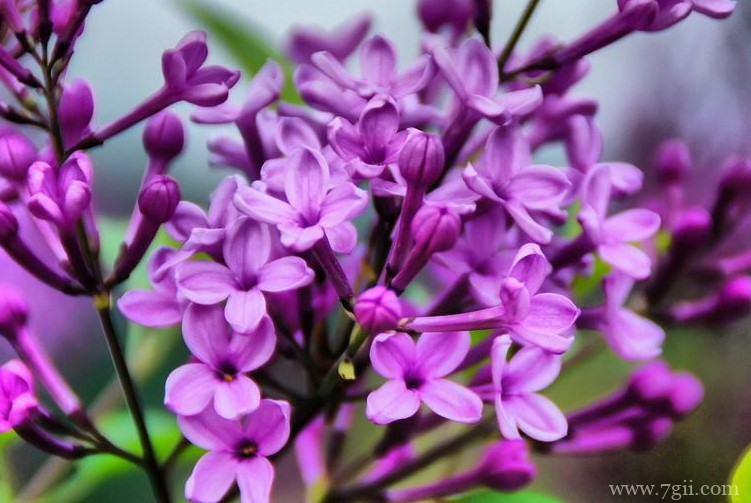 西宁市的市花是什么？