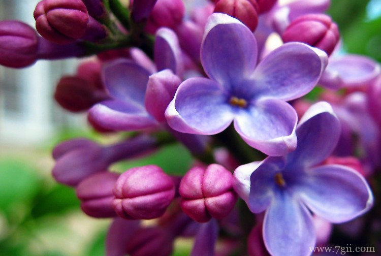 西宁市的市花是什么？