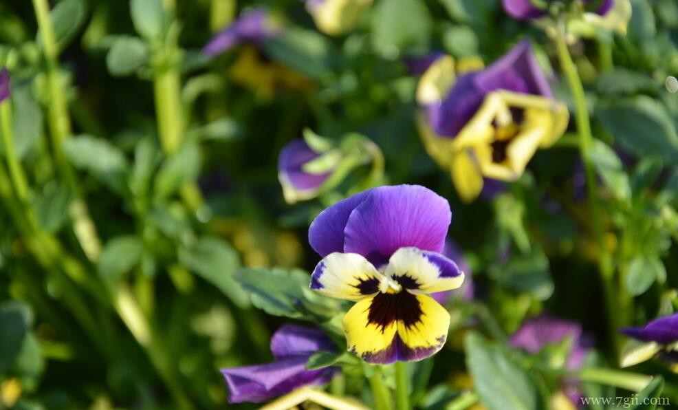 三色堇可以活多久？