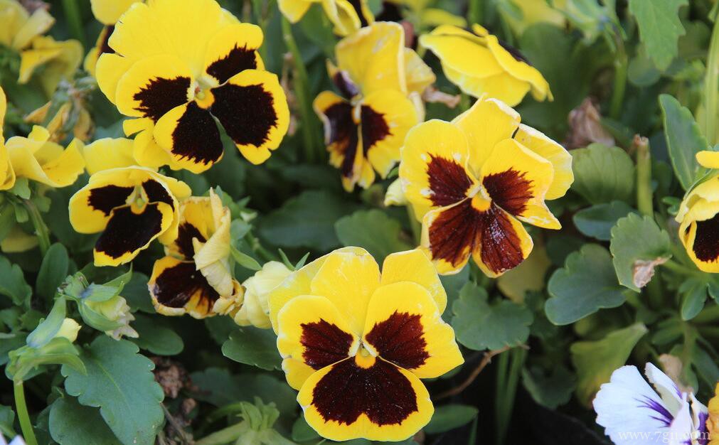 三色堇夏天会死吗？