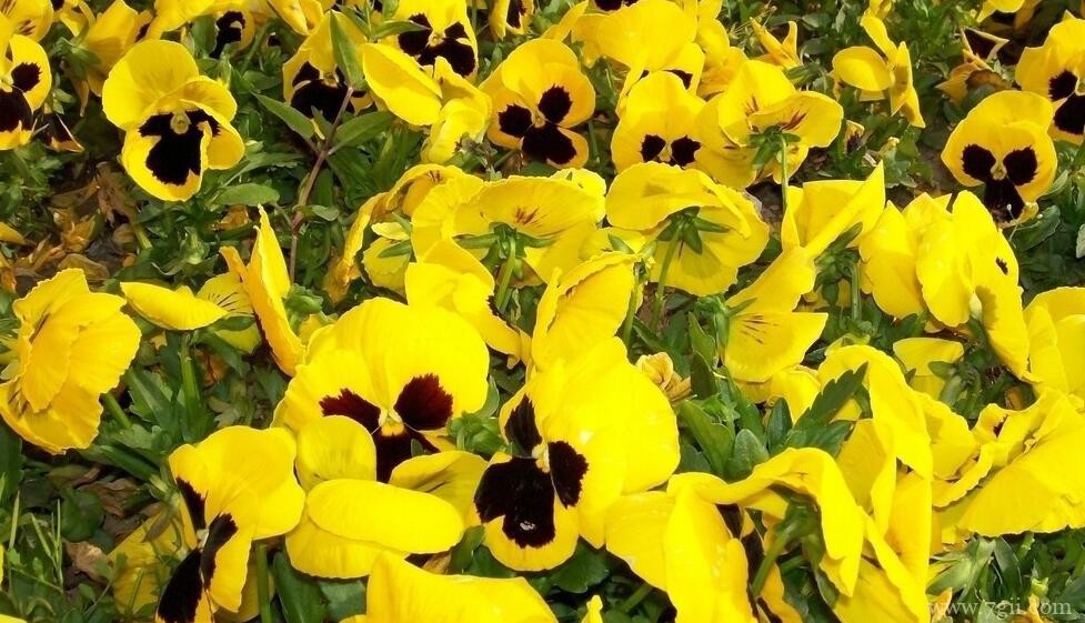 三色堇怎么施肥？三色堇的施肥方法