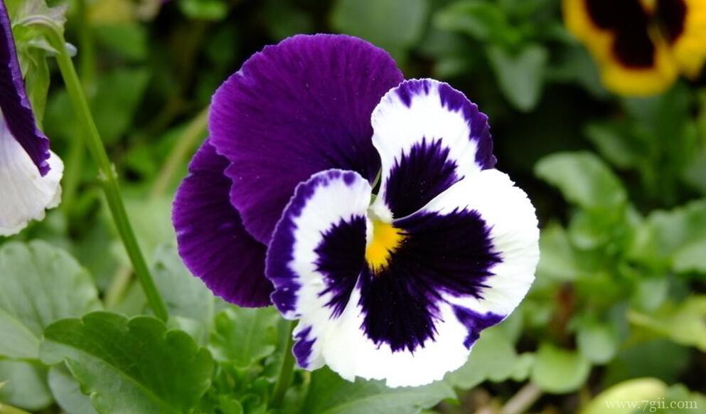 三色堇怎么施肥？三色堇的施肥方法