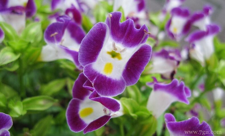 夏堇和三色堇有什么区别?