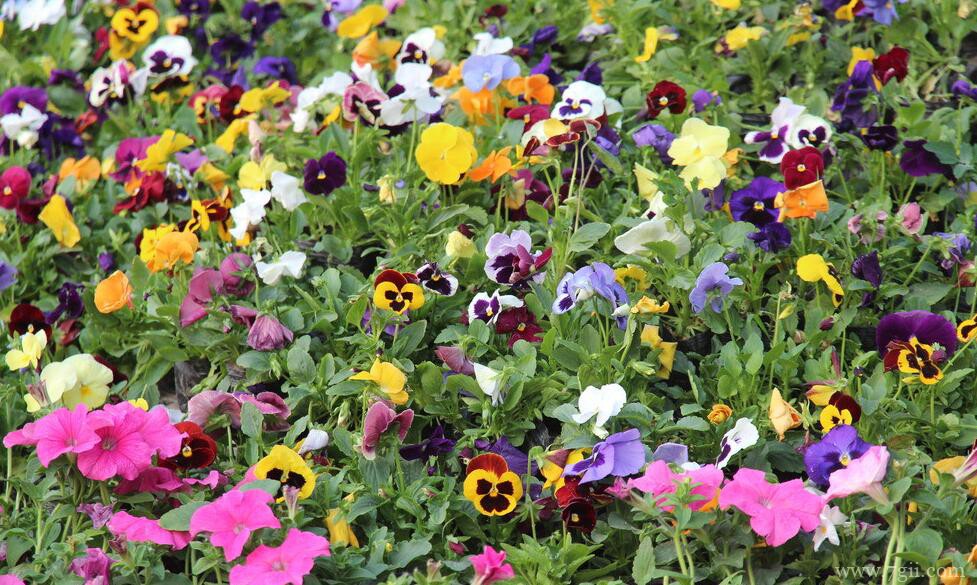 三色堇怎么养爆盆？三色堇爆盆方法