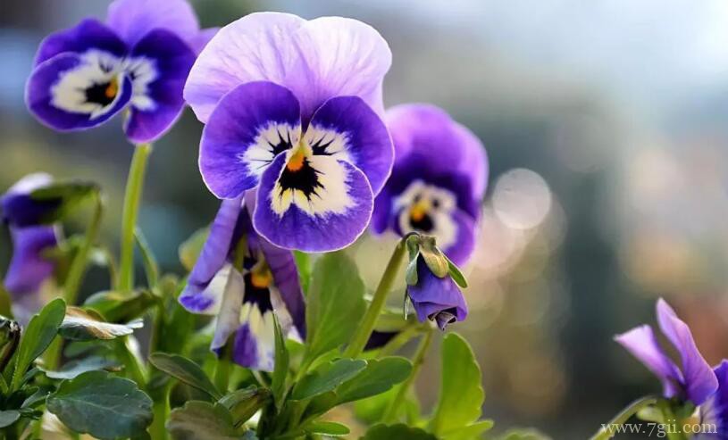 三色堇怎么养爆盆？三色堇爆盆方法