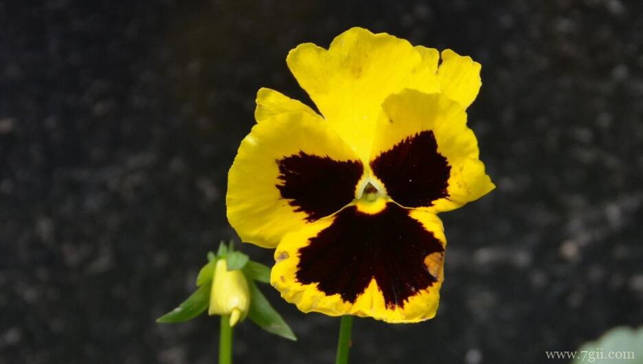 卧室可以养殖三色堇吗？