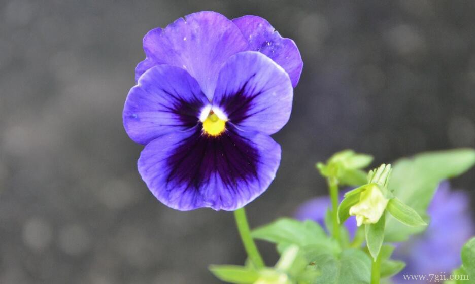 卧室可以养殖三色堇吗？