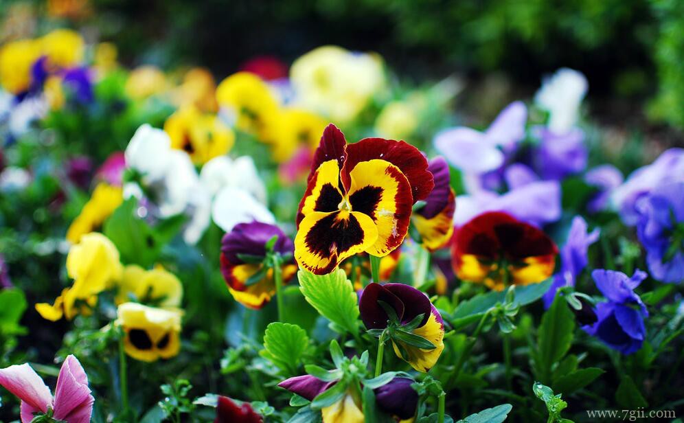 三色堇一盆种几棵比较合适？