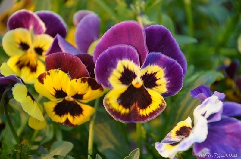 三色堇怎么种植？三色堇播种种植方法