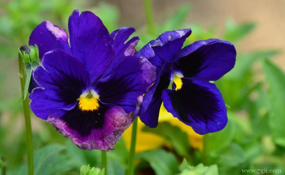 三色堇怎么种植？三色堇播种种植方法