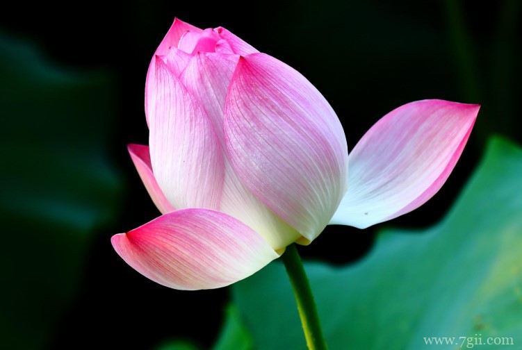 济南市的市花是什么？